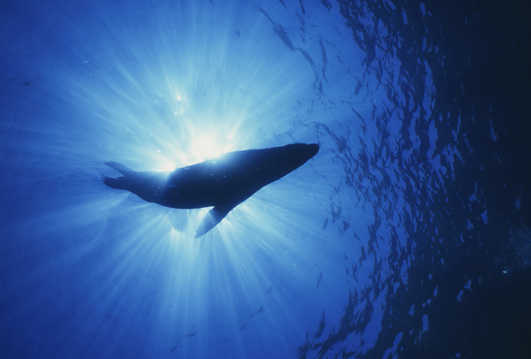 DIVING;Underwater;hero;sea lion;silhouette;LA PAZ.MEXICO;F290 26C 9